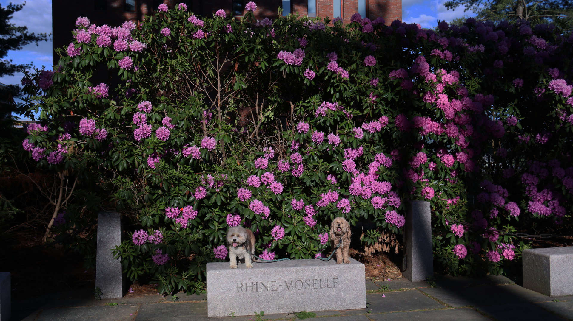 Amherst114