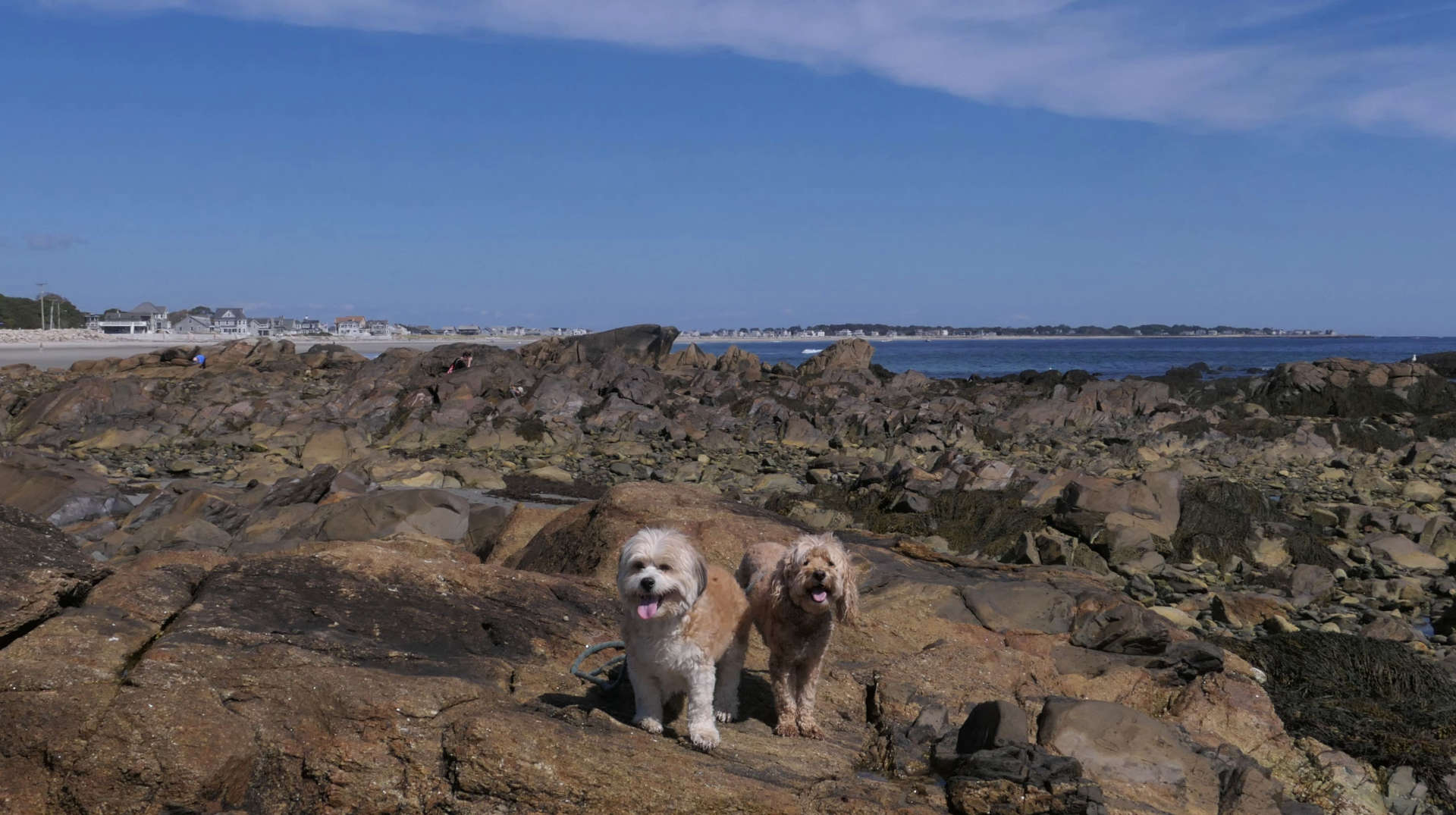 Biddeford10
