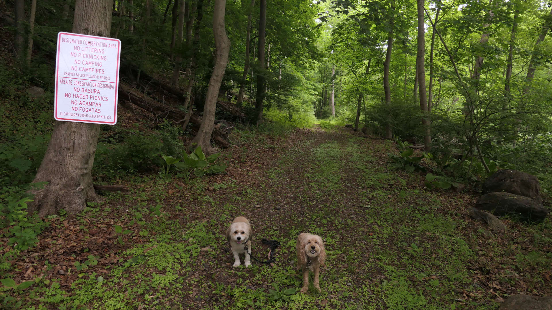 Mount_Kisco12