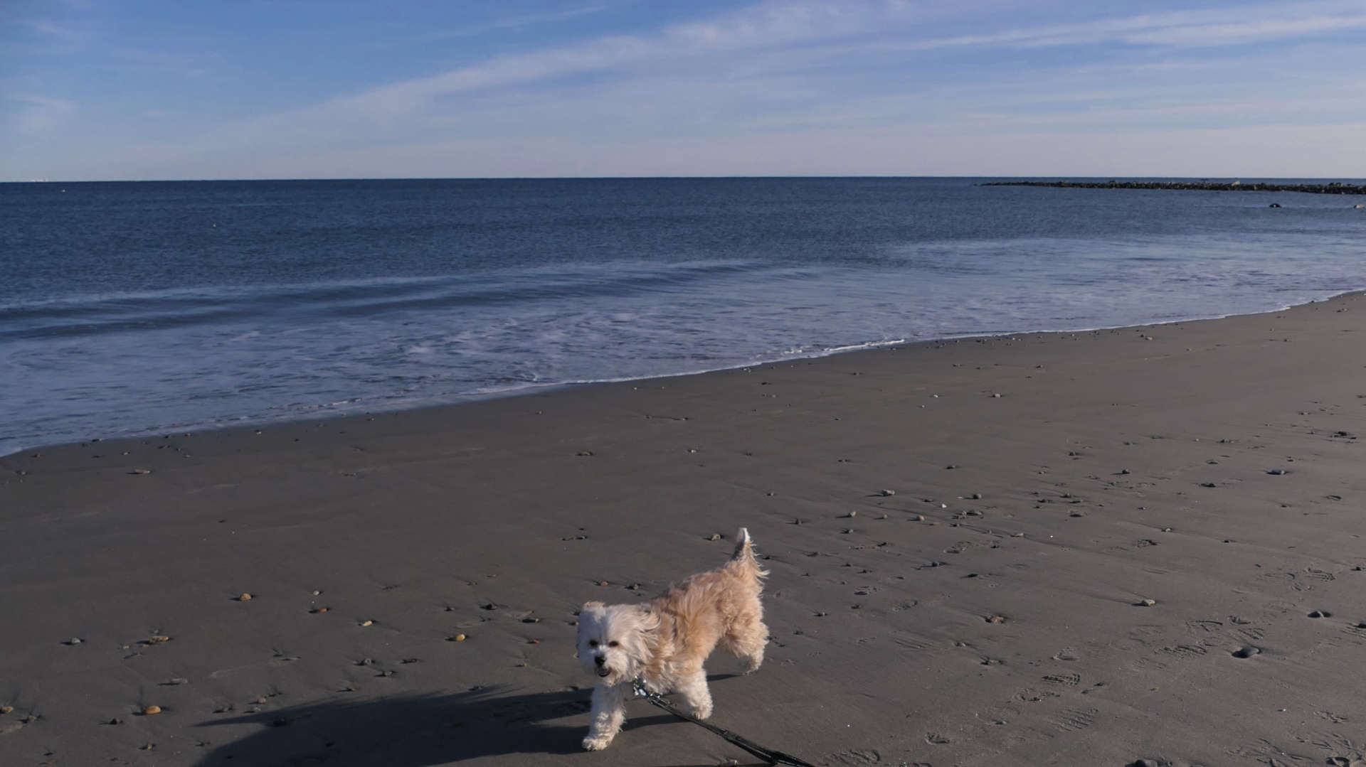 Narragansett497