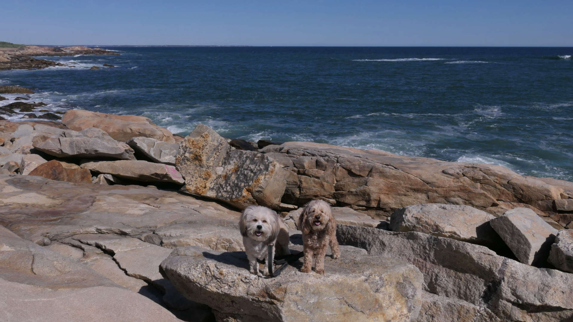 Narragansett499