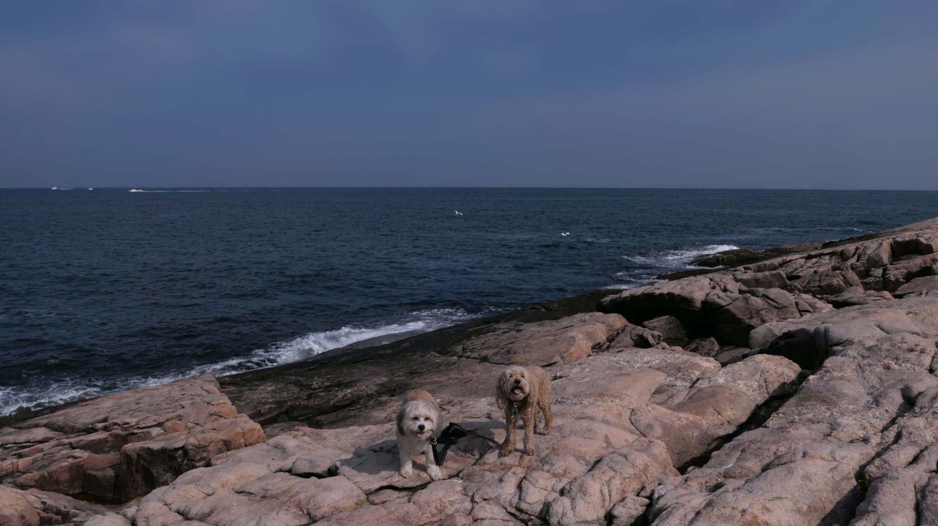 Narragansett596