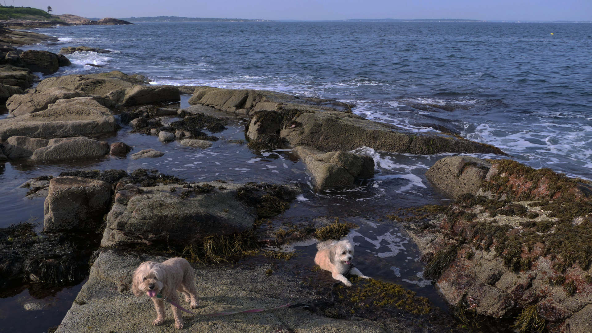 Narragansett611