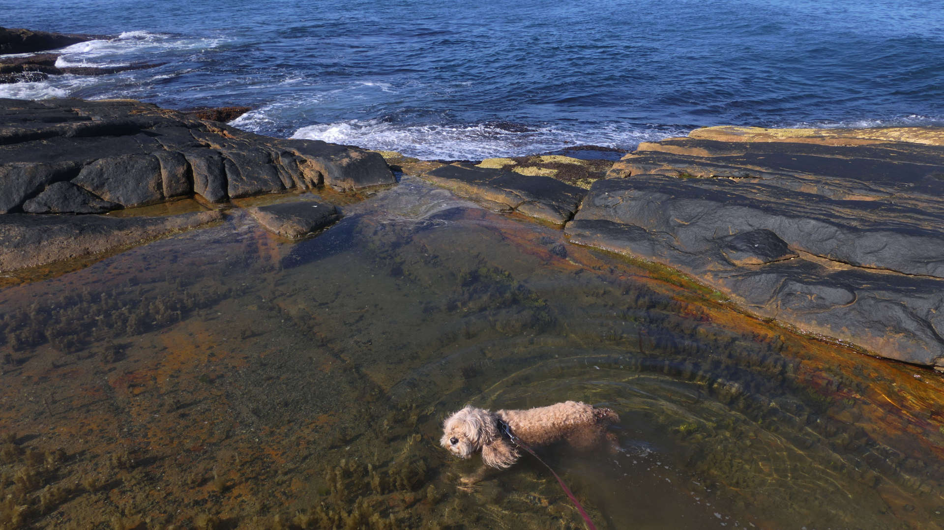Narragansett697