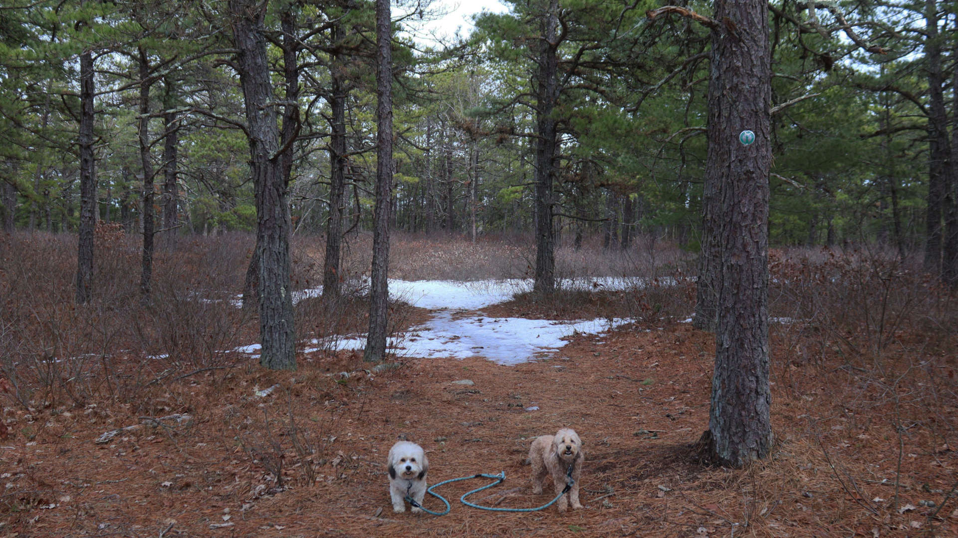 North_Attleborough26