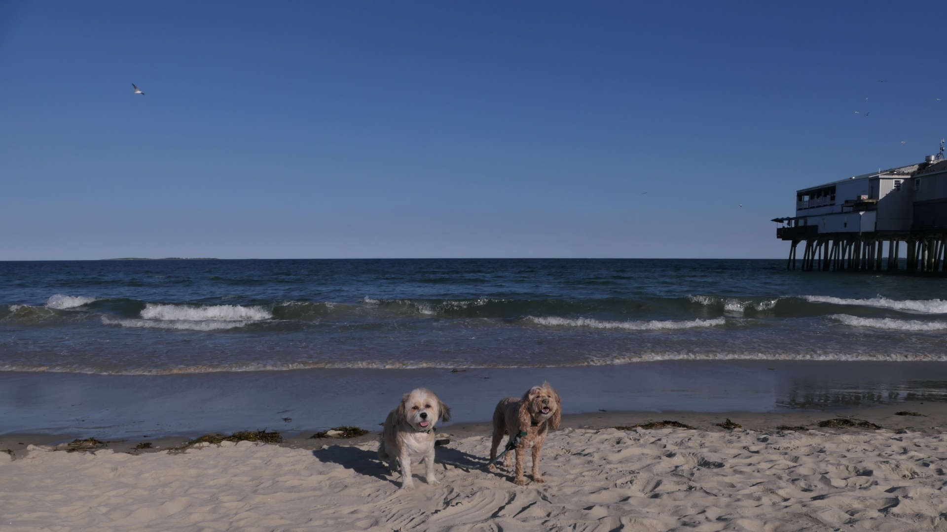 Old_Orchard_Beach11