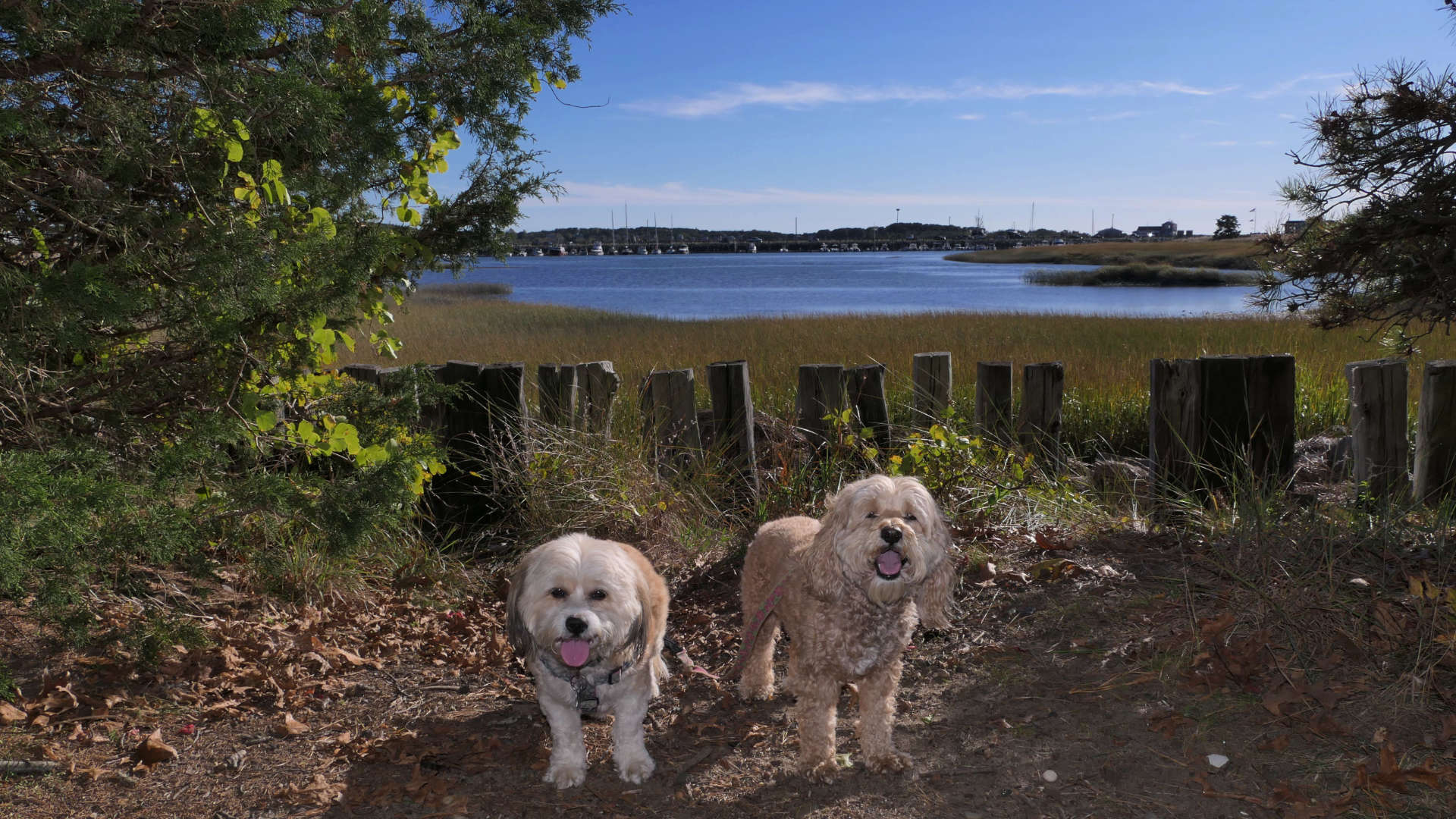Wellfleet42