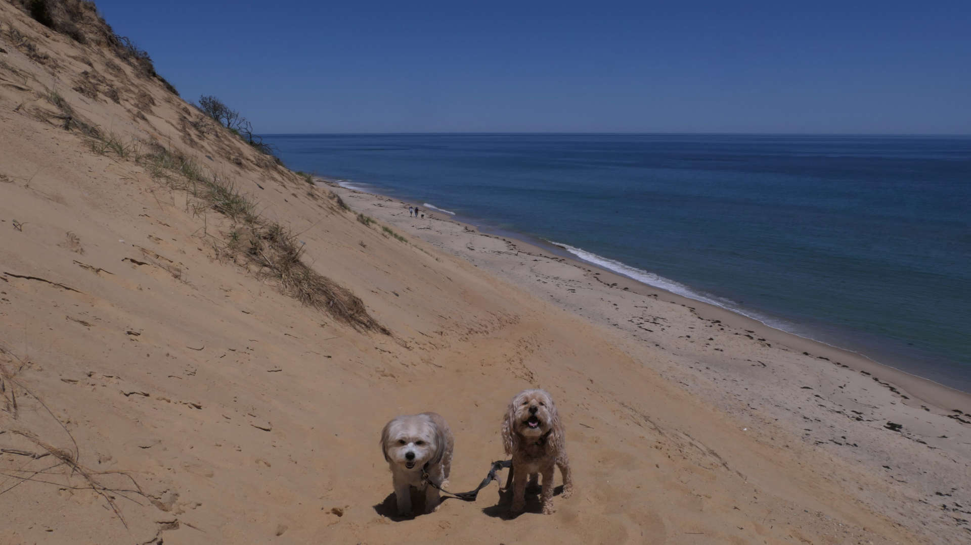 Wellfleet46