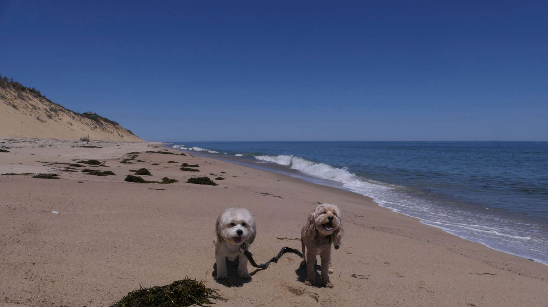 Wellfleet47