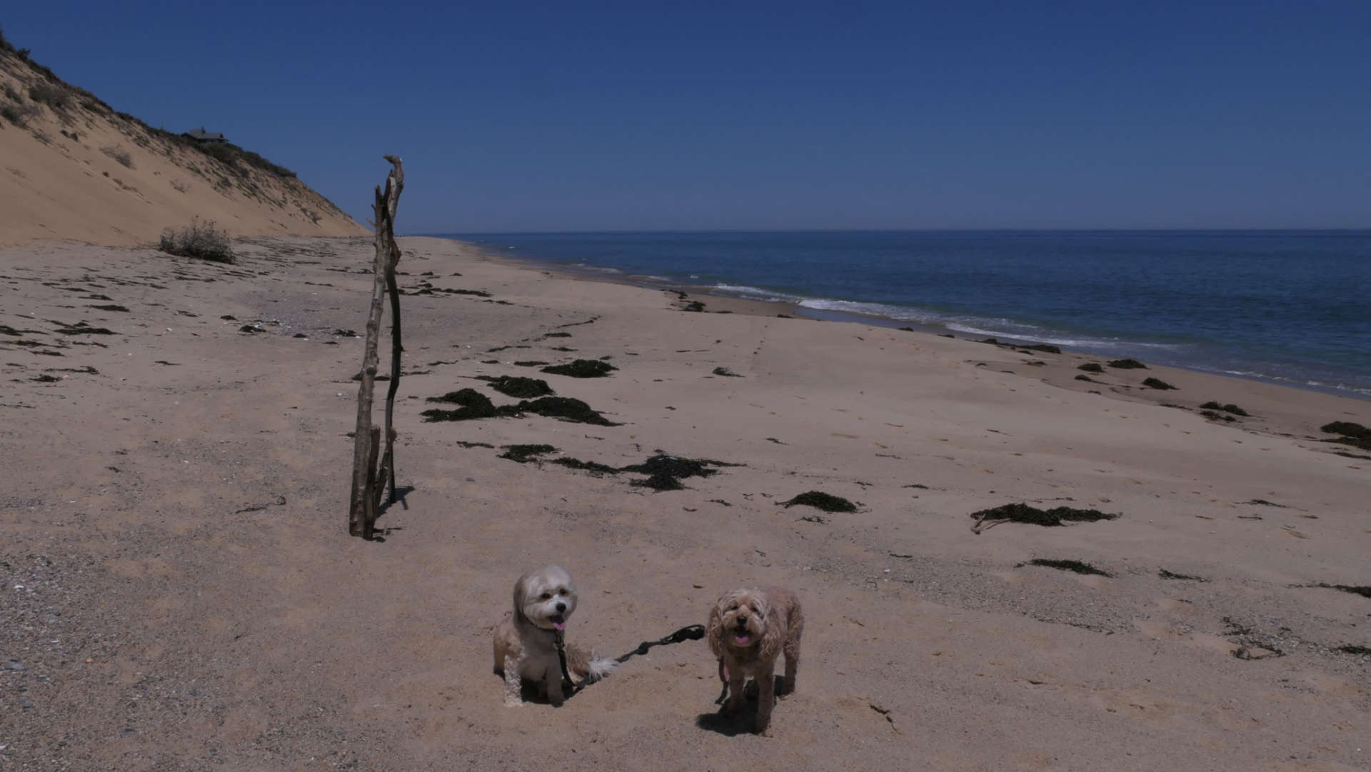 Wellfleet48
