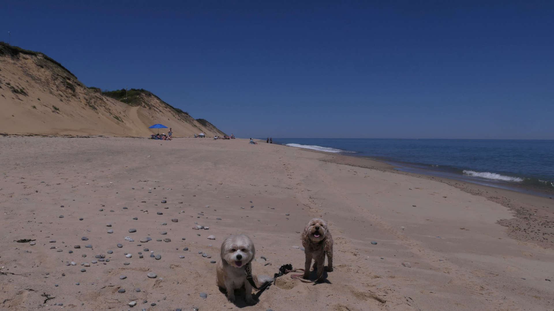 Wellfleet50