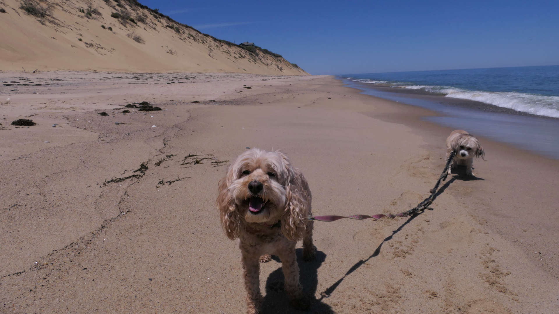 Wellfleet52