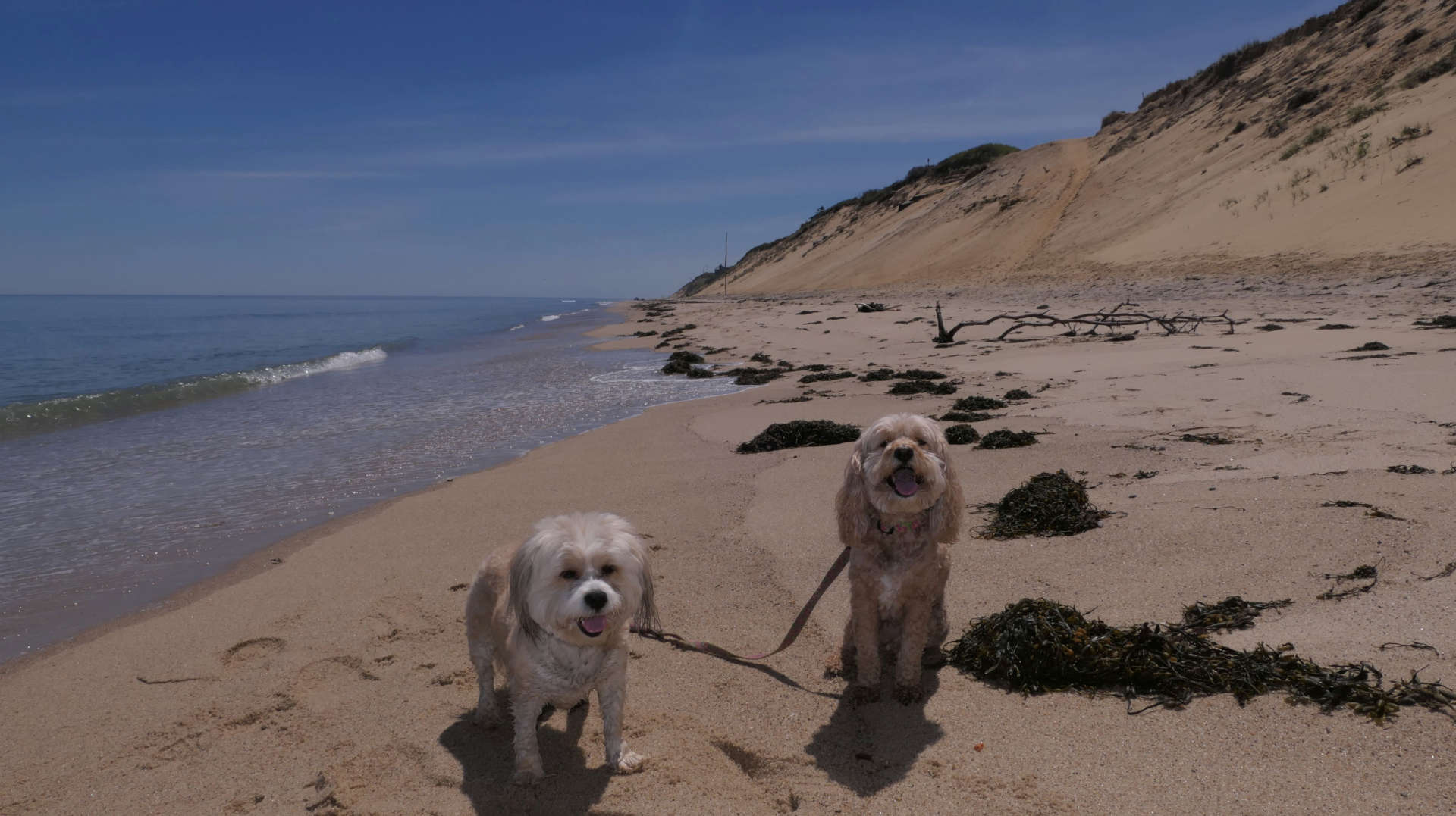 Wellfleet54