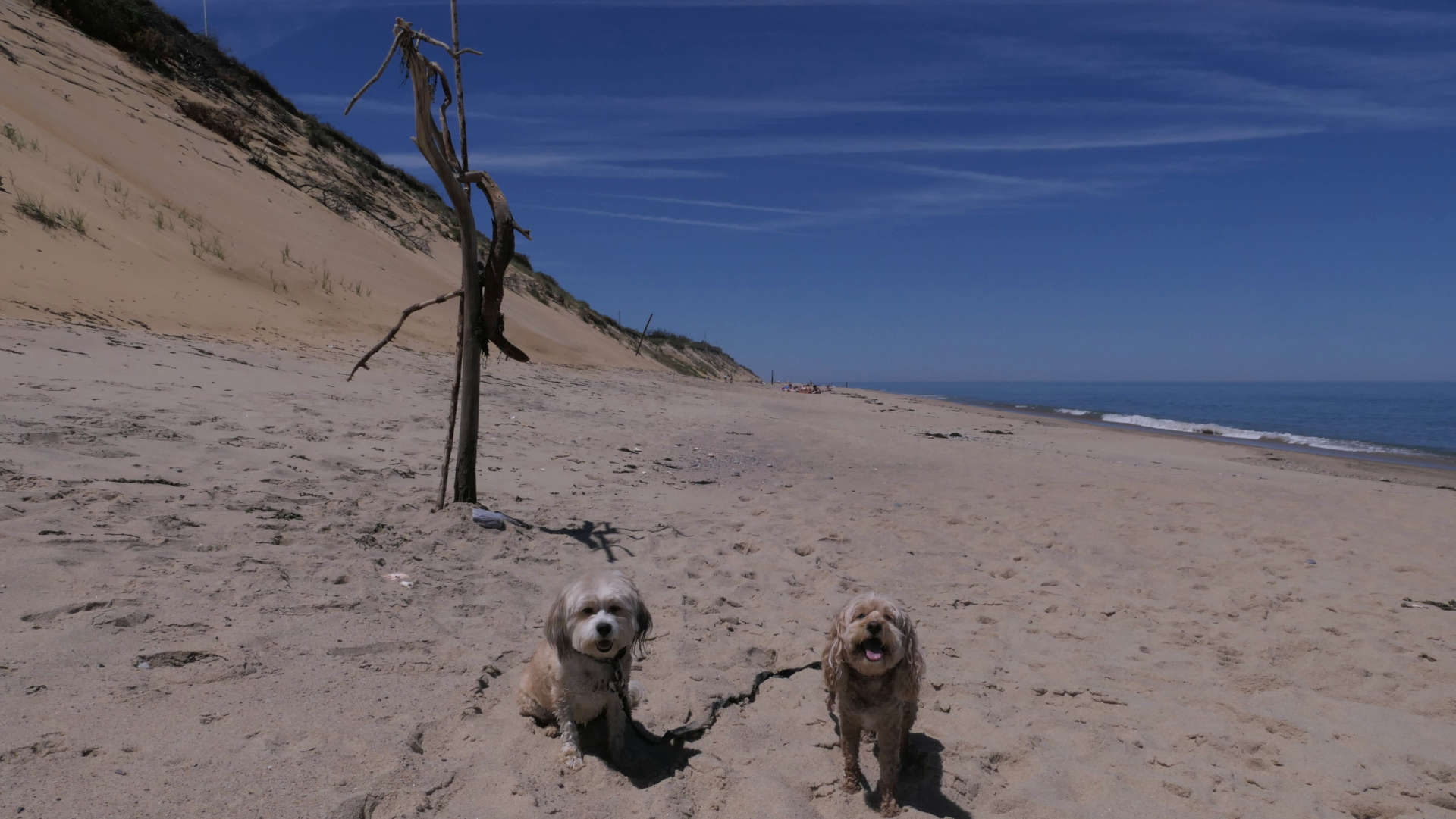 Wellfleet60