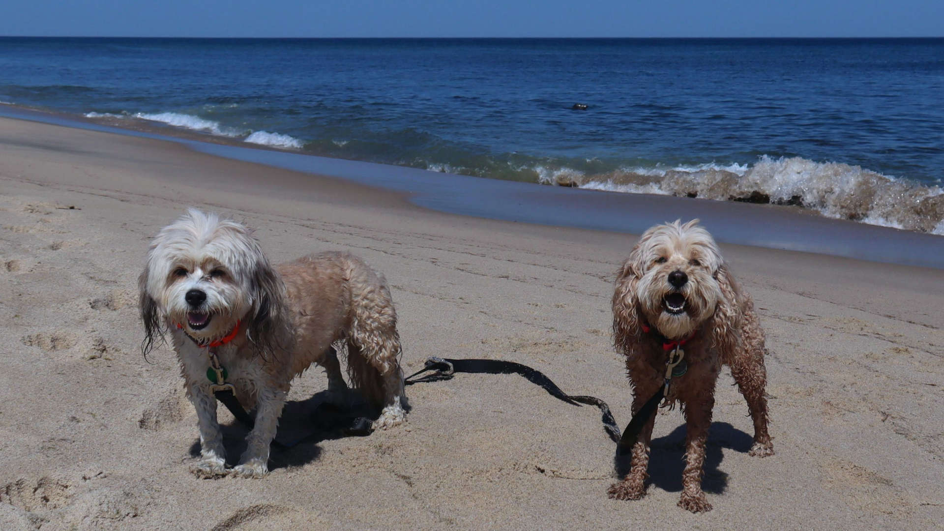Wellfleet72