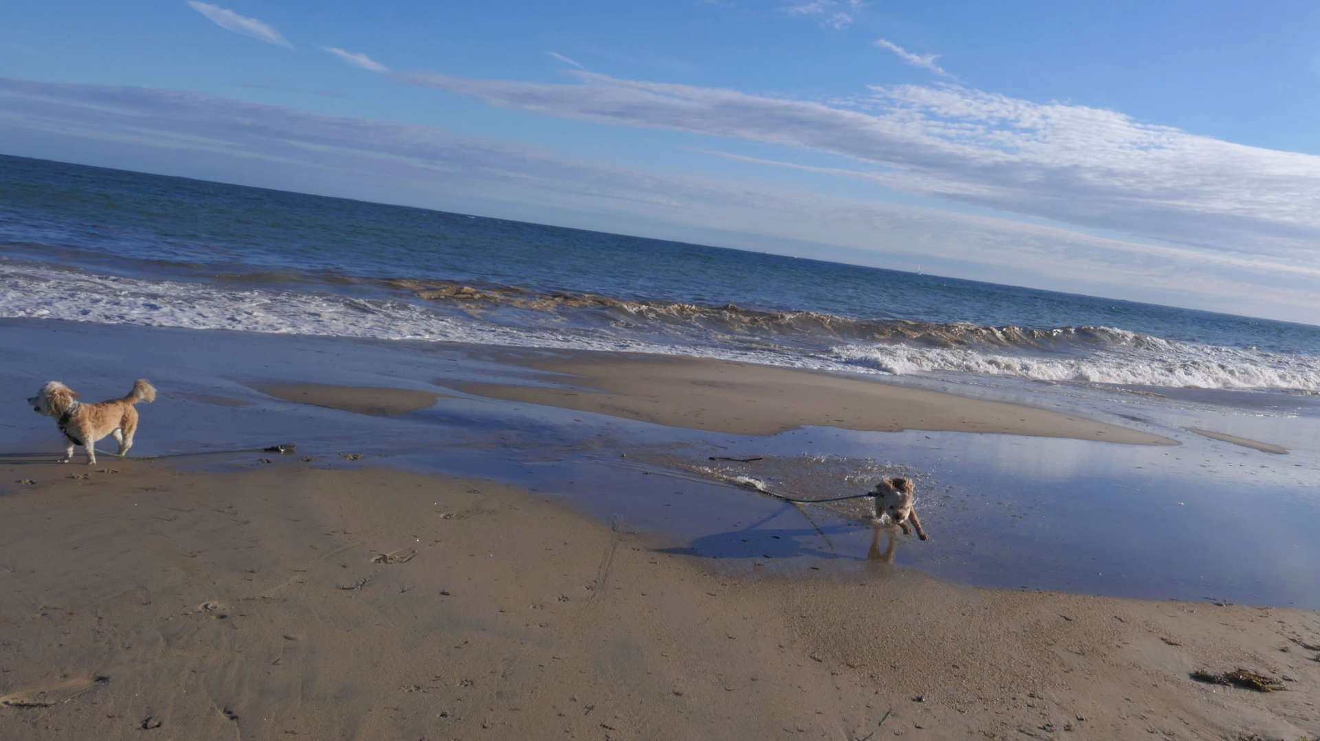 Westerly560