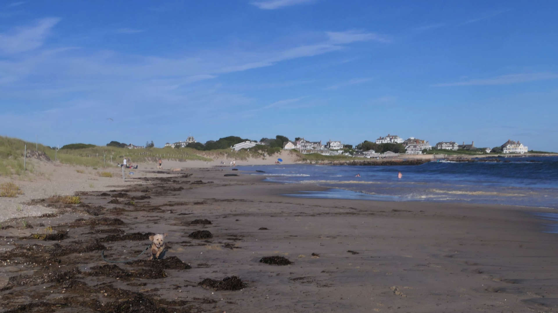 Westerly562