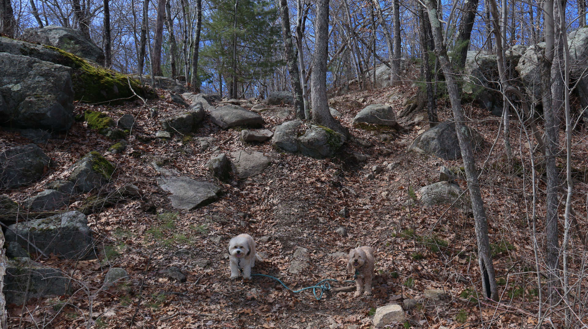 Wrentham4