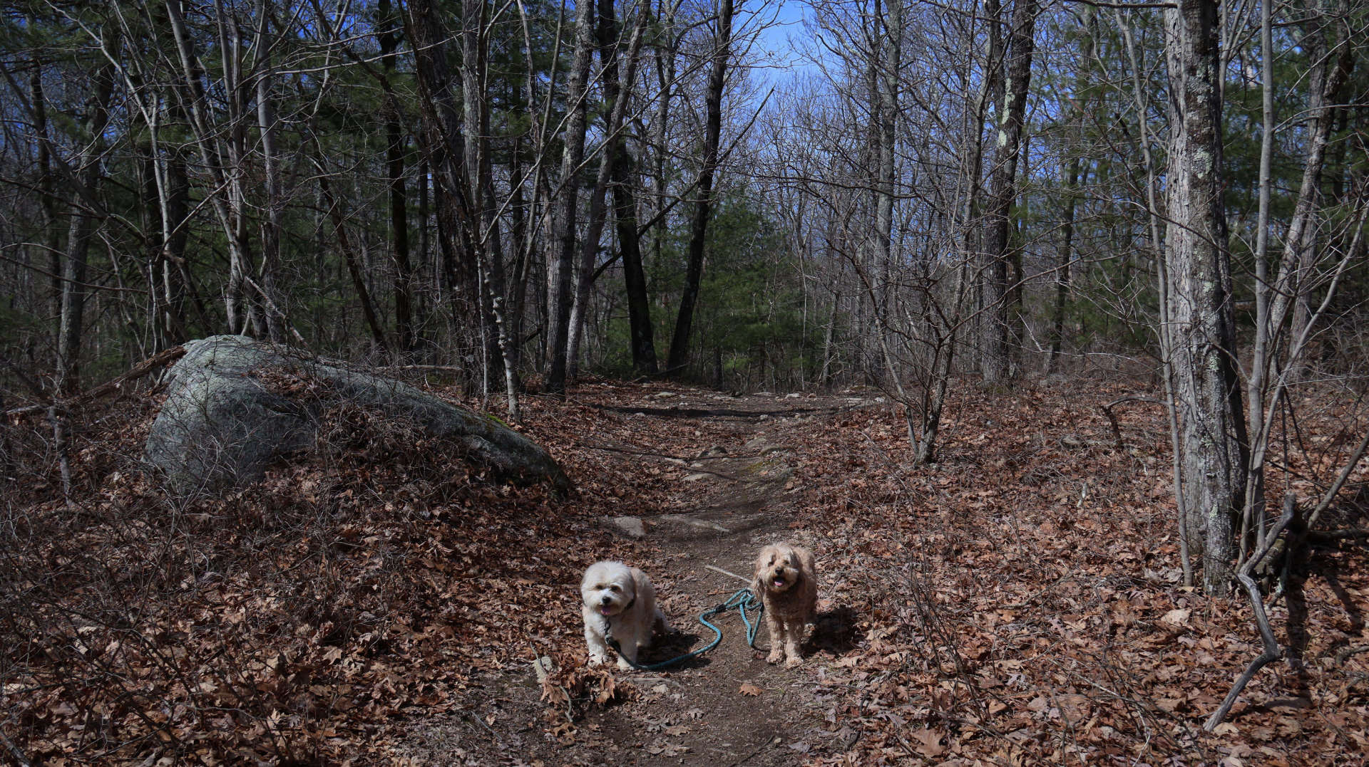 Wrentham6