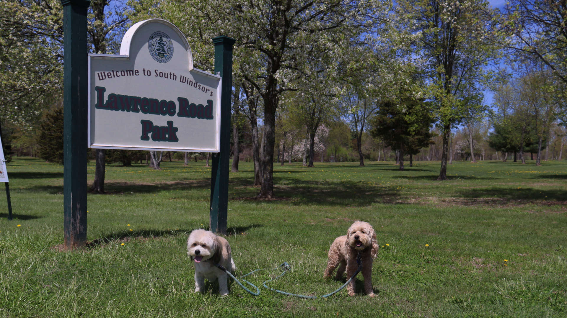 South_Windsor226